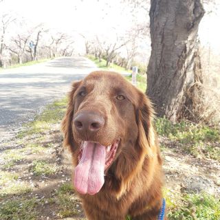 突然 キャンッ その症状 ひょっとしたら あおきじま動物病院 長野市